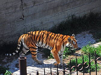 Animals escape Georgia zoo in...